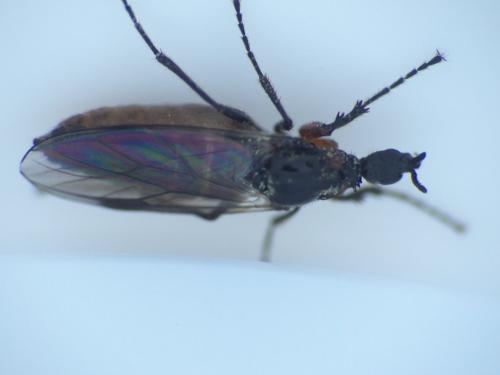 Réf. 282 170 : Dilophus antipedalis